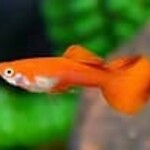 GUPPY RIBBON RED (MALE)