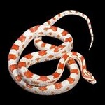 ALBINO ELAPHE GUTTATA CORN SNAKE