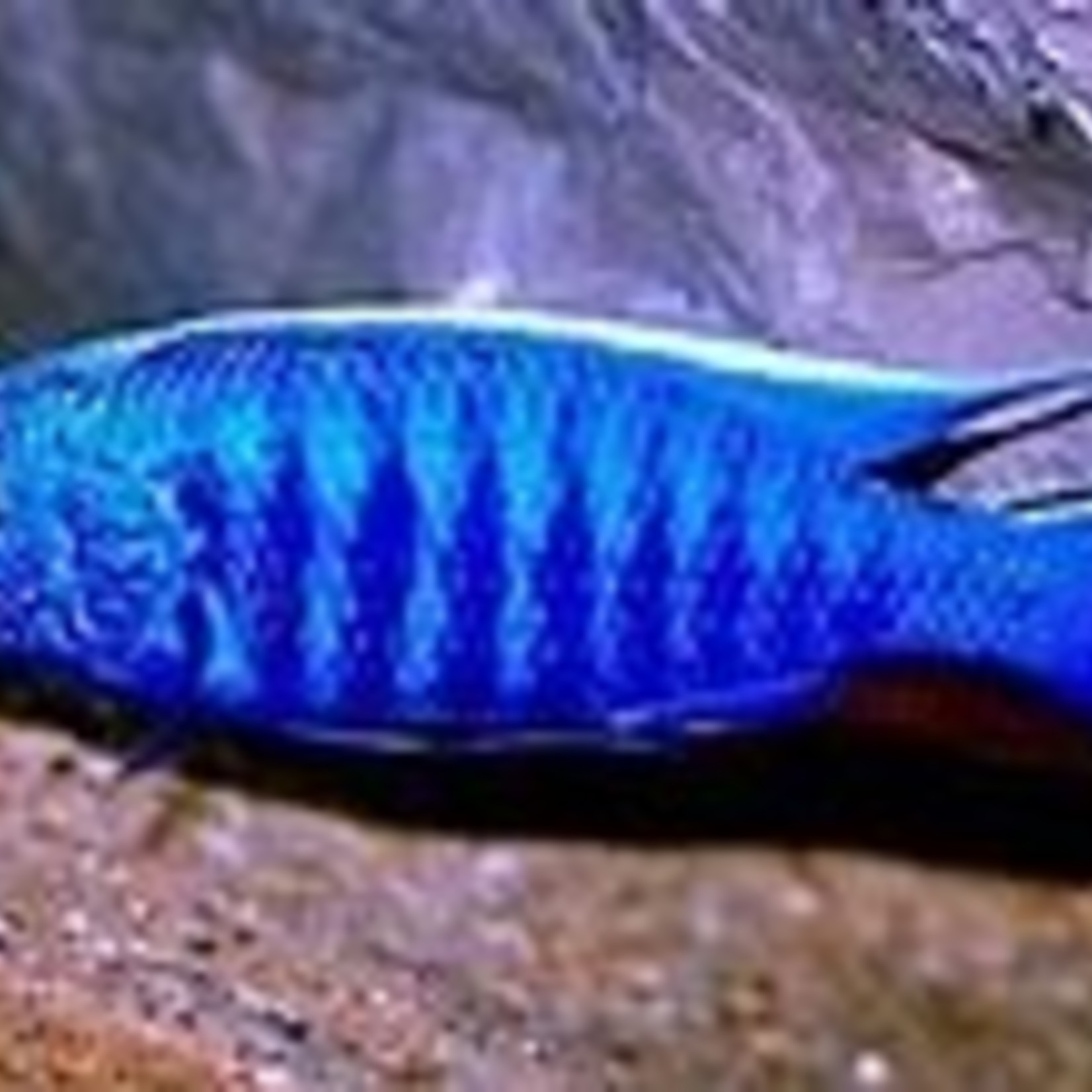 ELECTRIC BLUE AHLI CICH