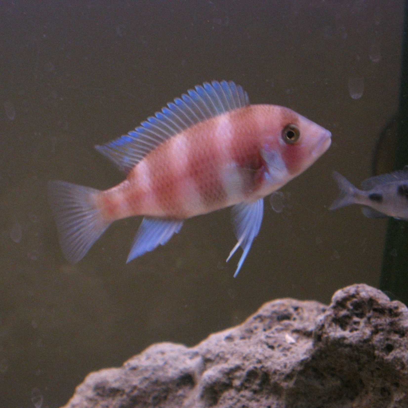RED FRONTOSA CICH