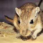 GERBIL (FEMALE)