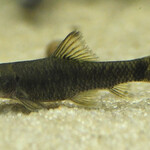 ALGAE E EATER GARRA RUFA