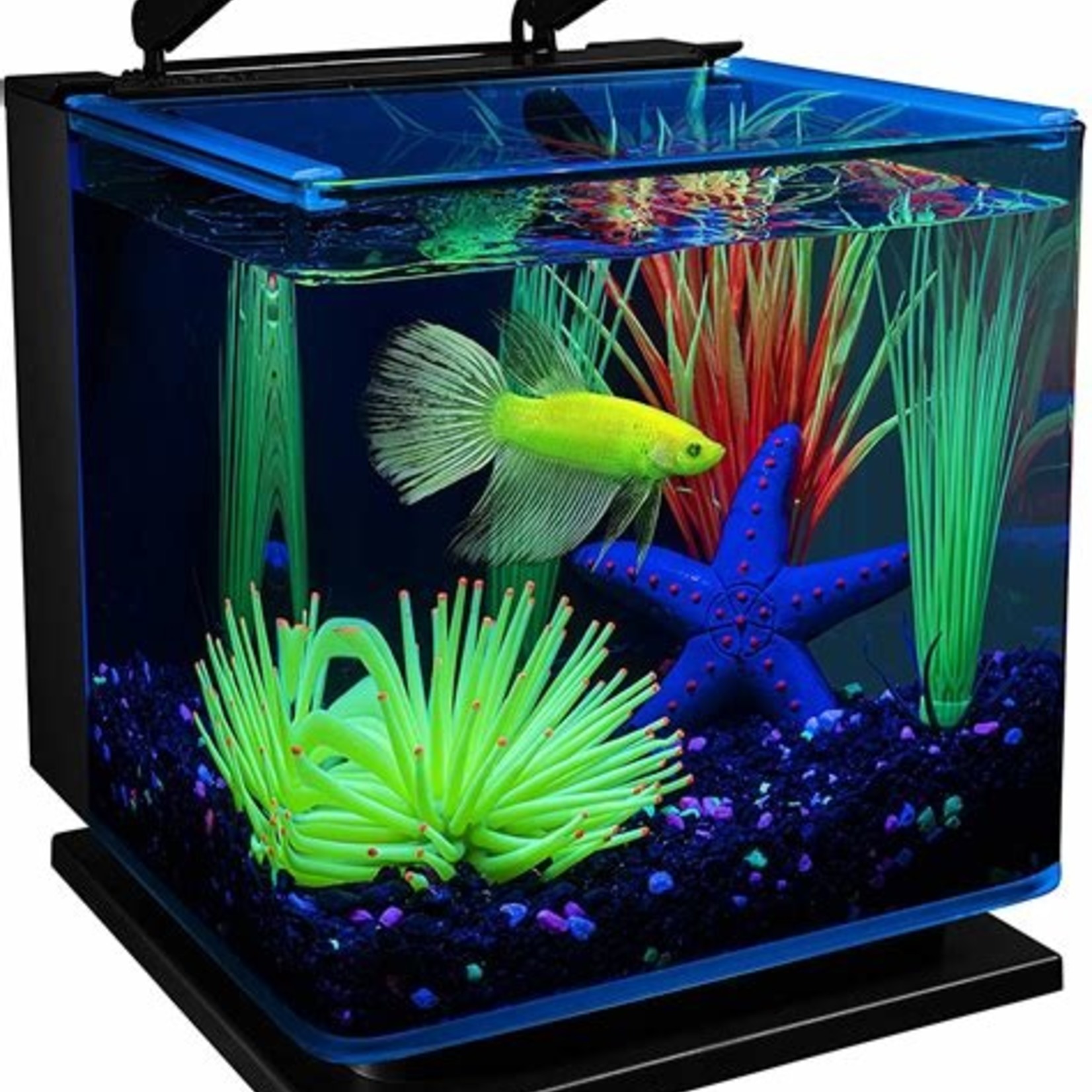 BETTA GLASS KIT