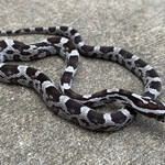 Black Albino Corn Snake - baby to big baby