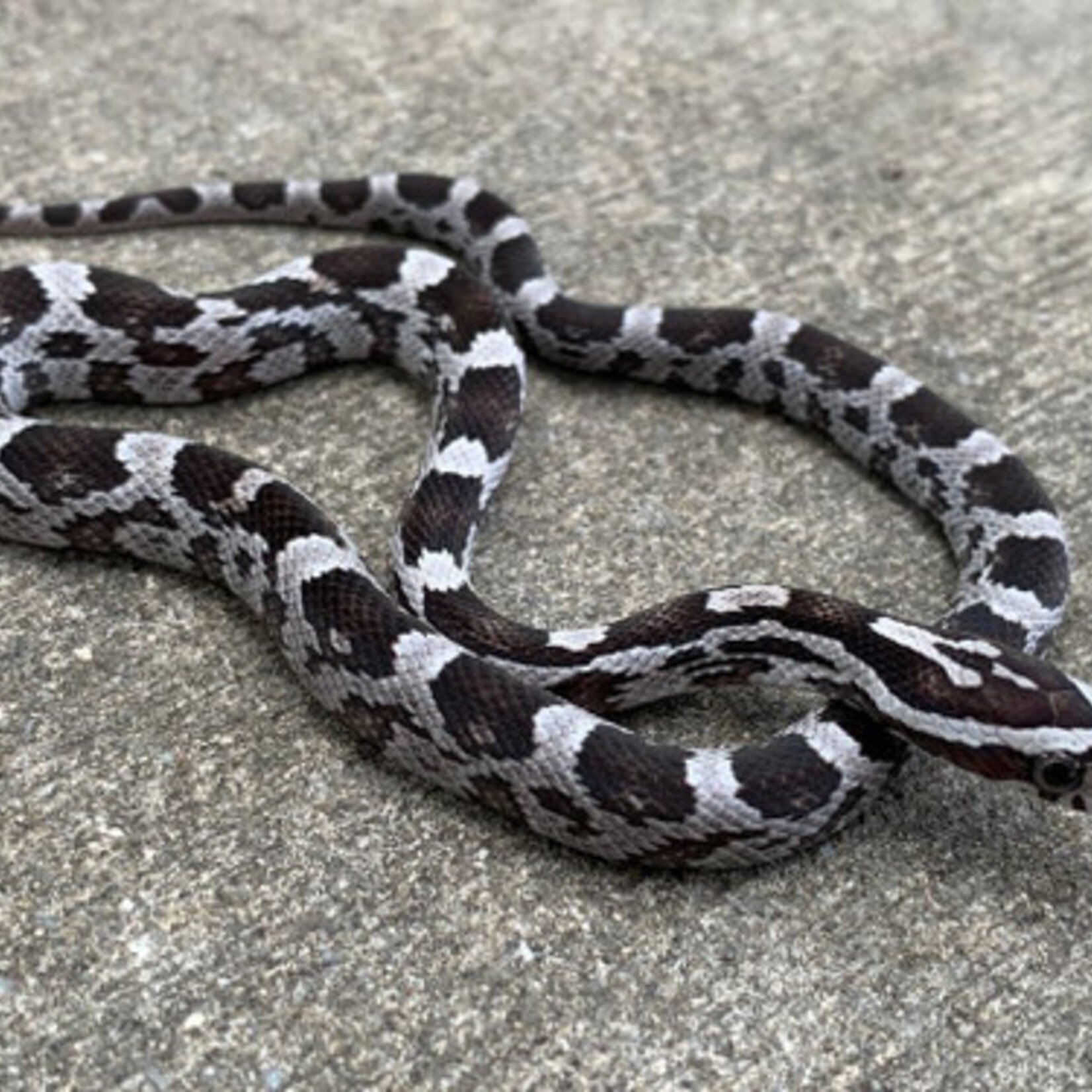 Black Albino Corn Snake - baby to big baby