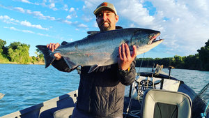 Napa River, Lake Beryessa, River Salmon Fishing Report + Gun Shop and Ammo Specials Napa River, Lake Beryessa, River Salmon Fishing Report + Gun Shop and Ammo Specials