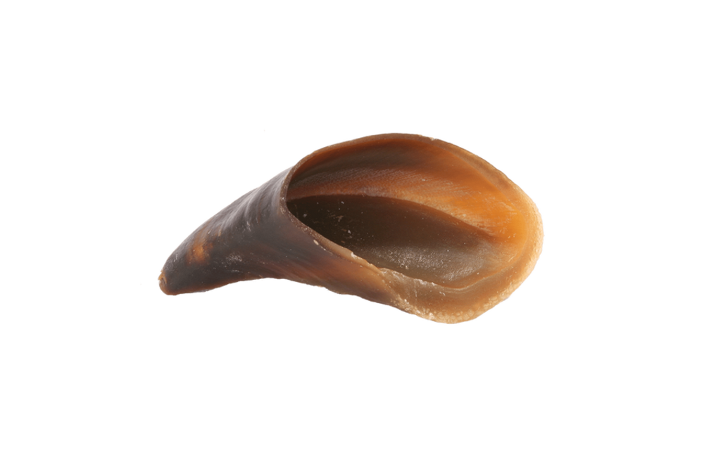 Cow Hoof
