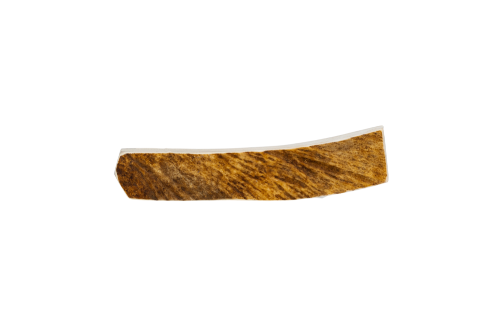 Primal Moose Antler