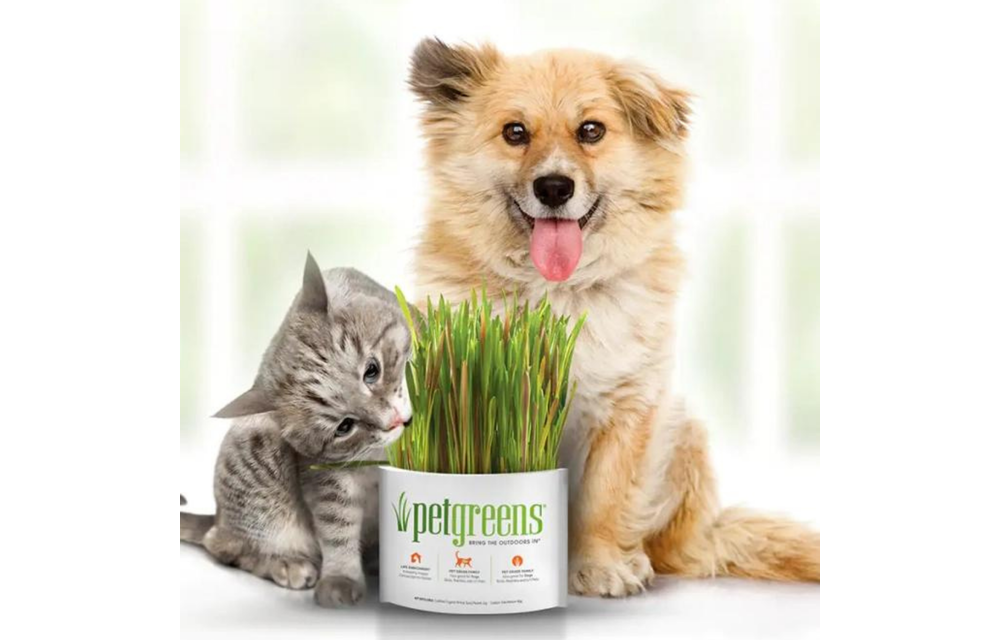 Pet Greens Medley Self Grow Kit