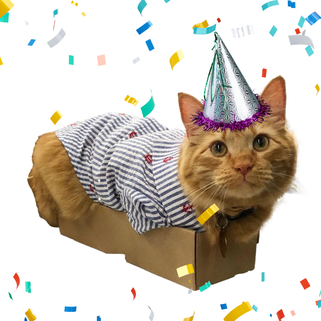 Kitty Birthday