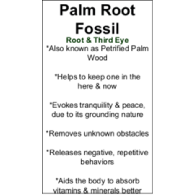 Palm Root Fossil Cards - Box of 100