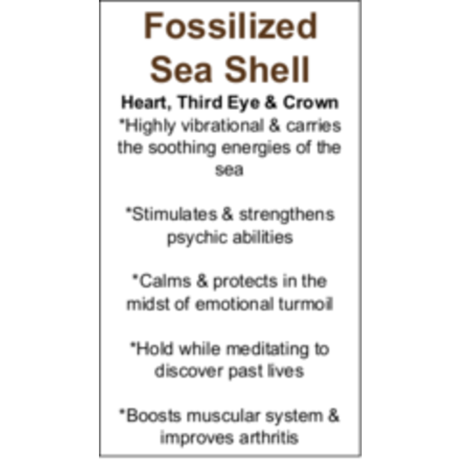 Fossilized Sea Shell Cards - Box of 250