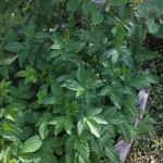 Elk Mountain Herbs Agrimony Tincture, CO