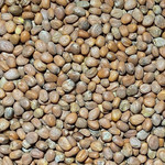 Radish Seed (Certified Organic)