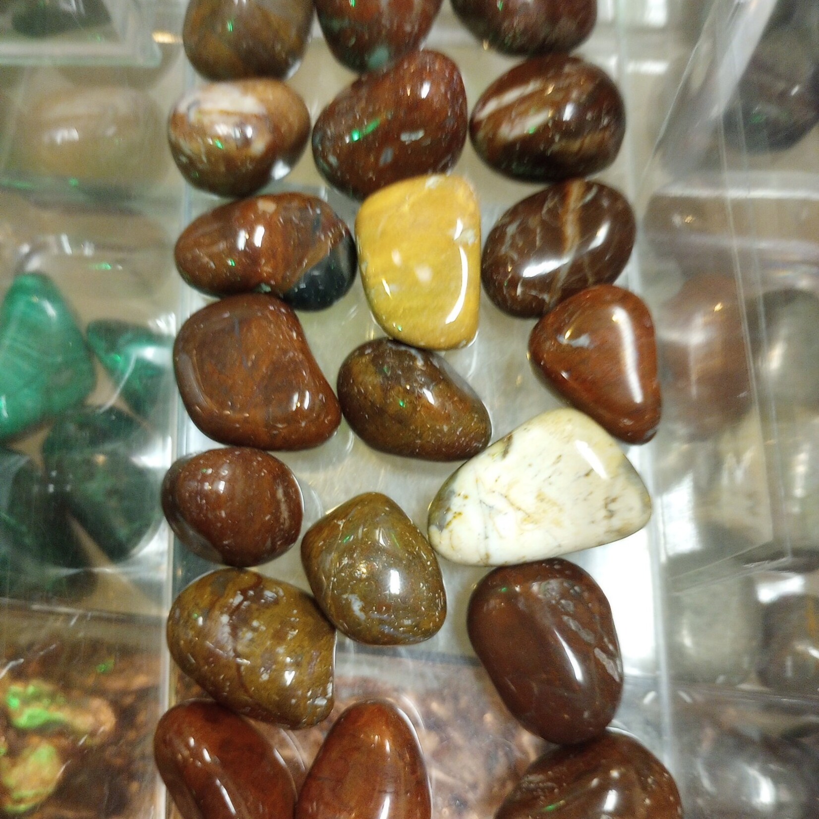 Stones Tumble: Petrified Wood