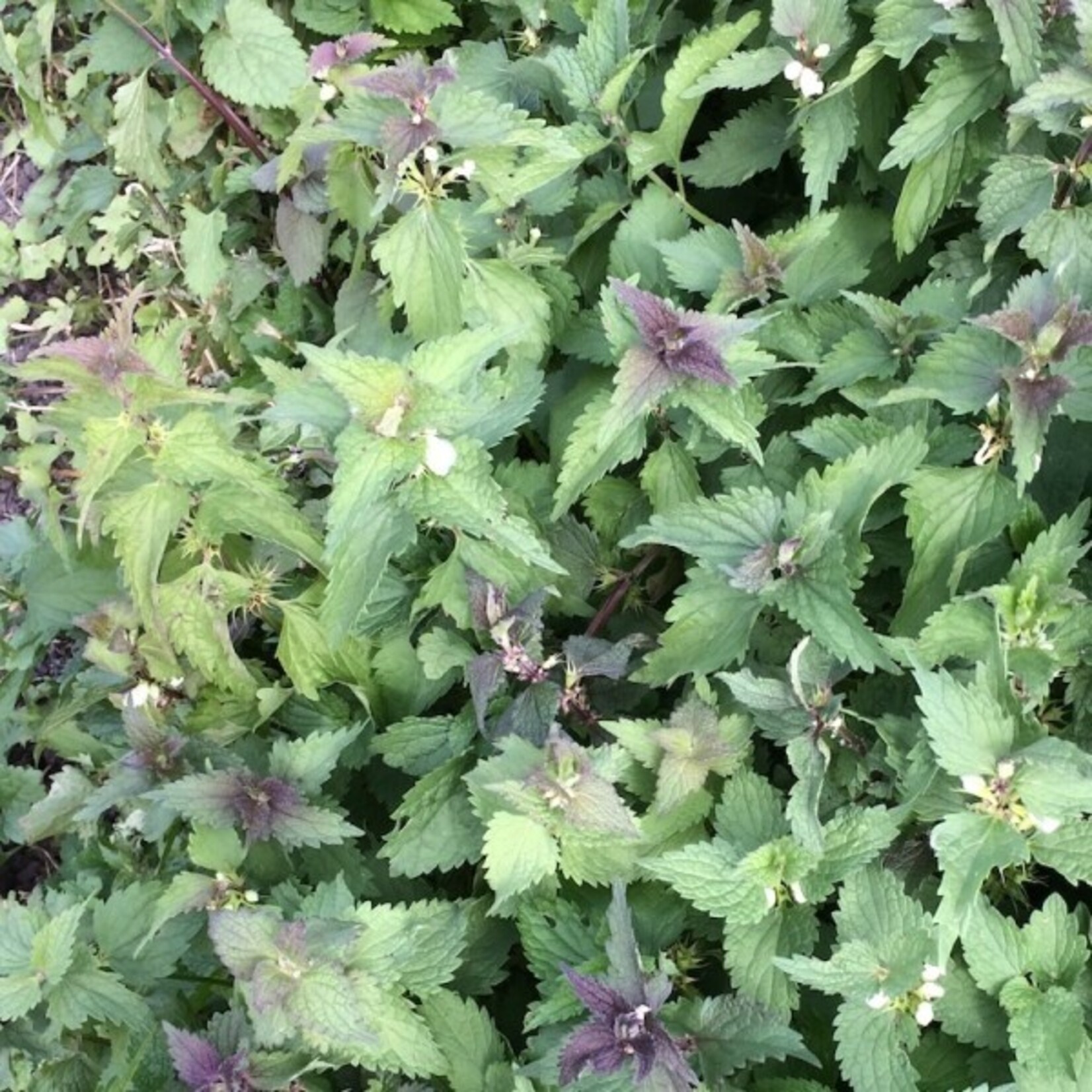 Elk Mountain Herbs EMH: Dead Nettle Tincture, CO