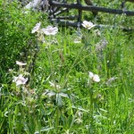 Elk Mountain Herbs EMH: Geranium Root Tincture