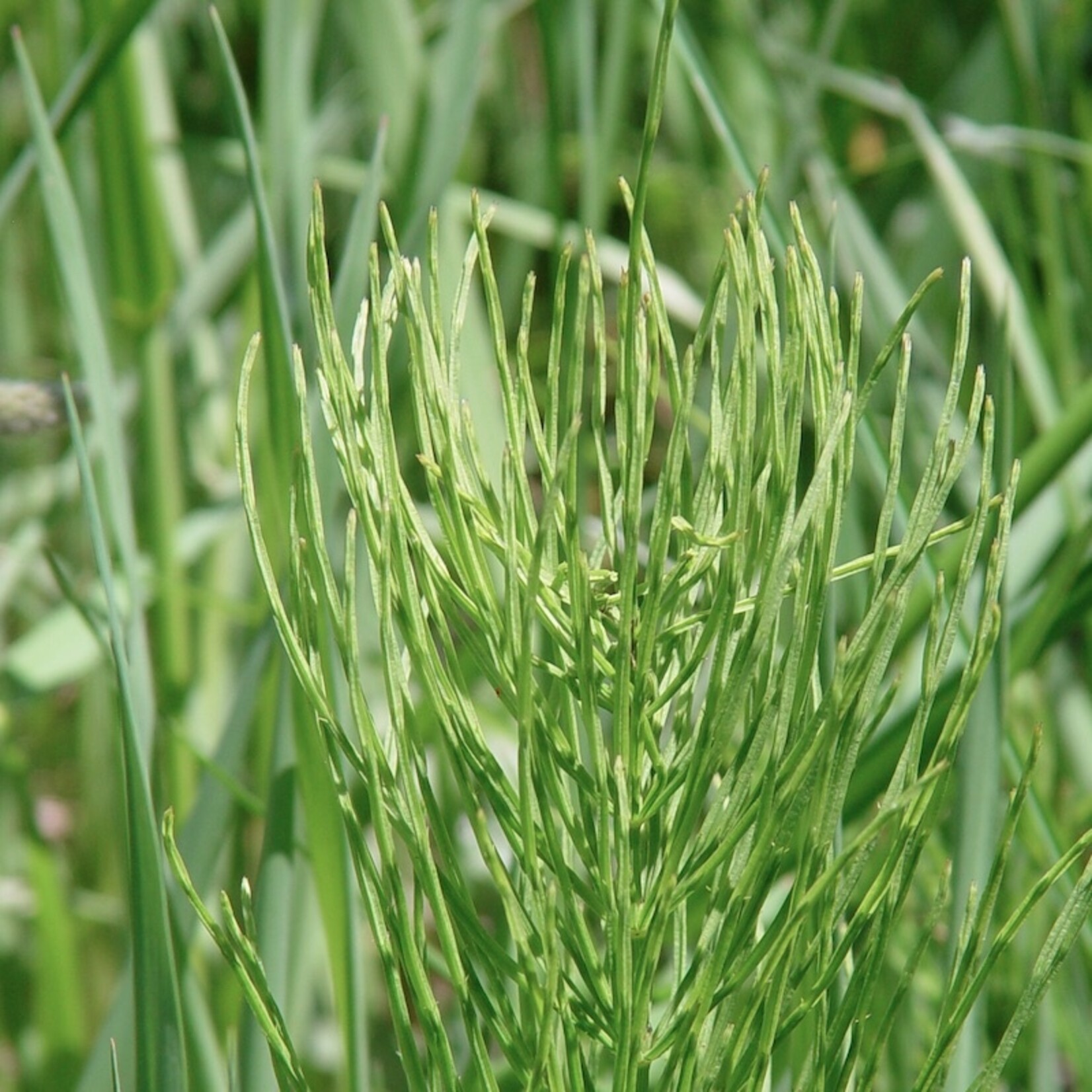 Elk Mountain Herbs EMH: Horsetail Tincture, CO