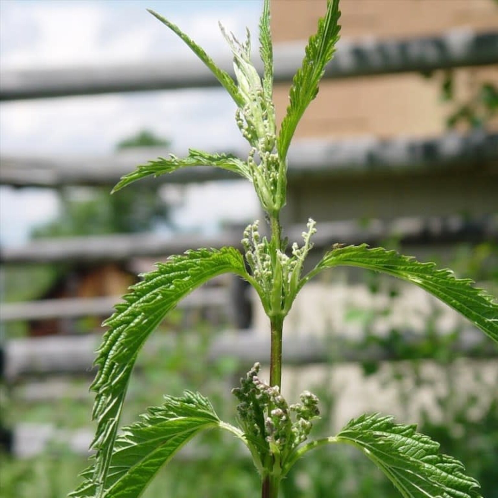 Elk Mountain Herbs EMH: Nettle Leaf Tincture, CO