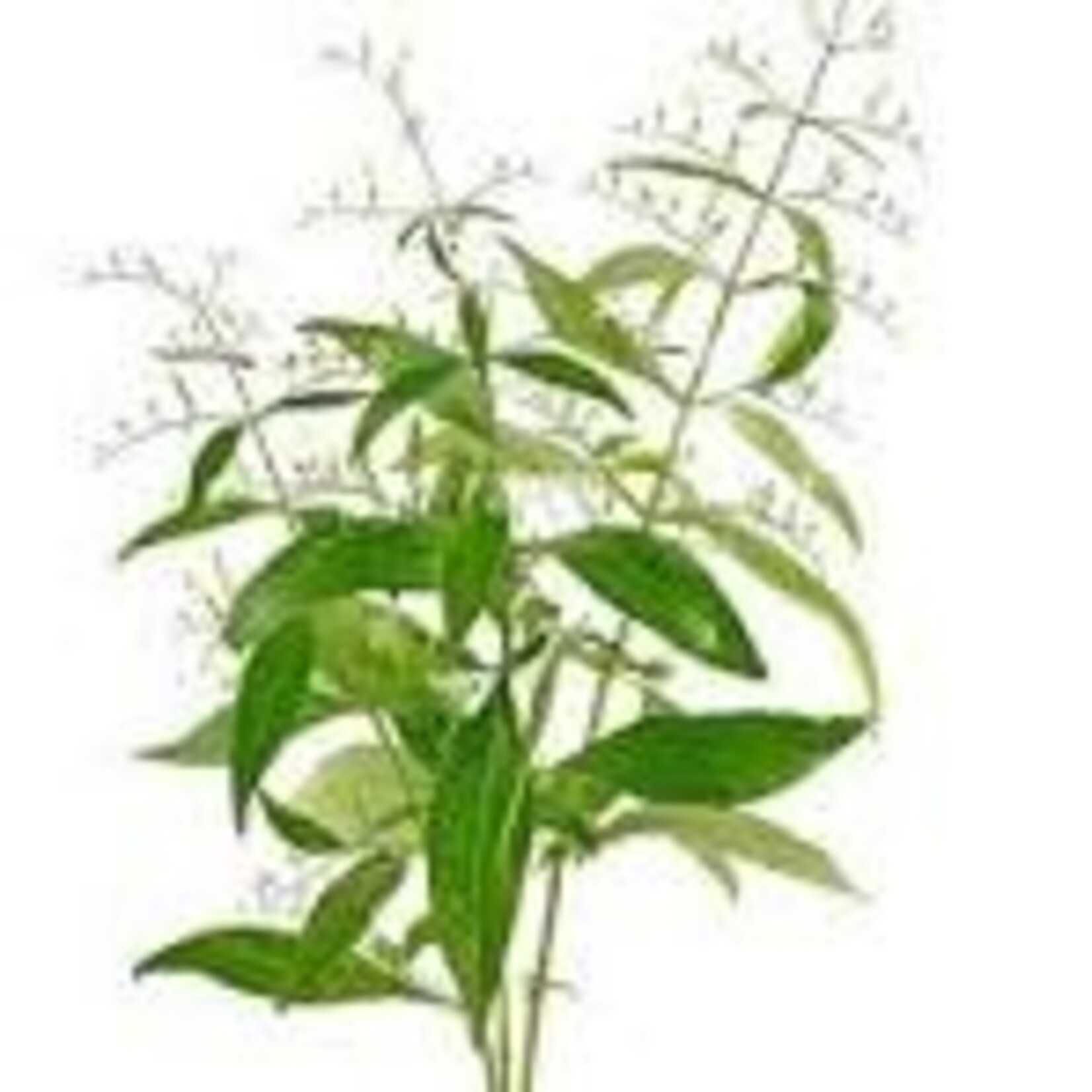 Elk Mountain Herbs EMH: Andrographis Tincture