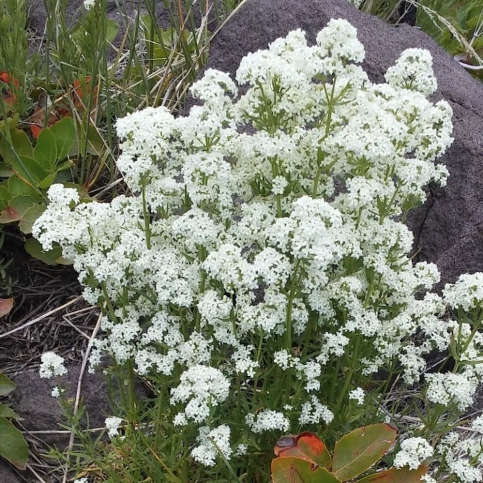 Elk Mountain Herbs EMH: Bedstraw Tincture CO (aka Cleavers)