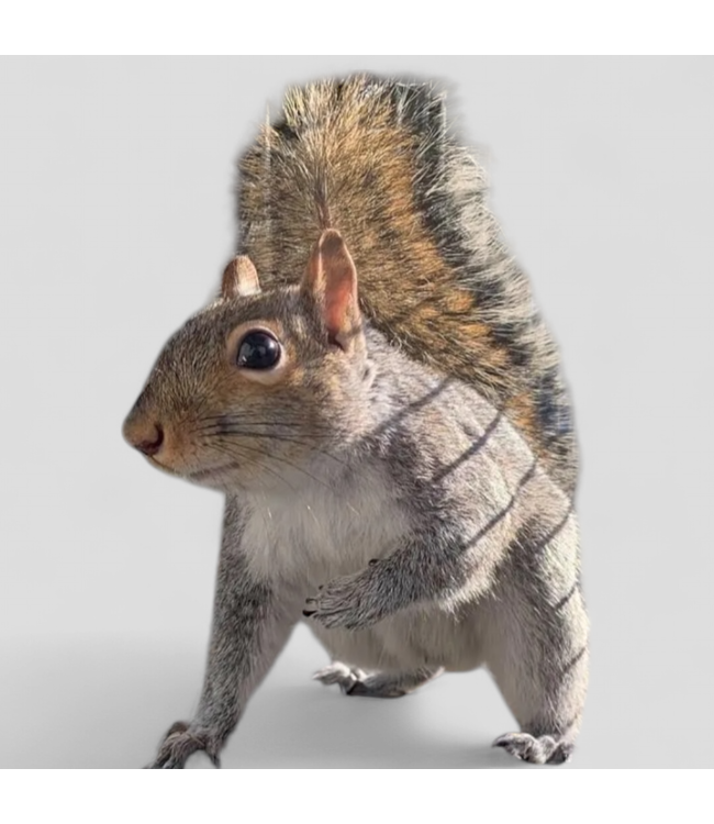 46933 Medium Animal Trap