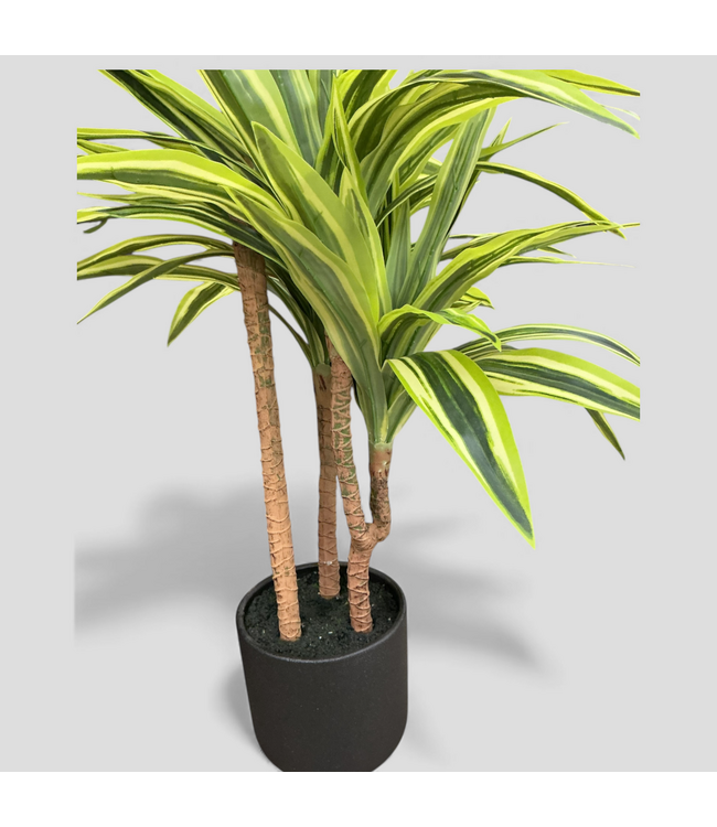 48790 Origin 21 Green Floor Dracaena