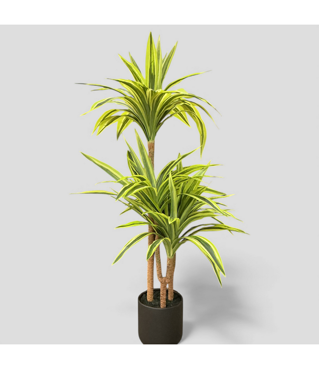 48790 Origin 21 Green Floor Dracaena