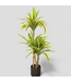 48790 Origin 21 Green Floor Dracaena