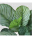 48797 Allen + Roth Calathea Artificial Plant