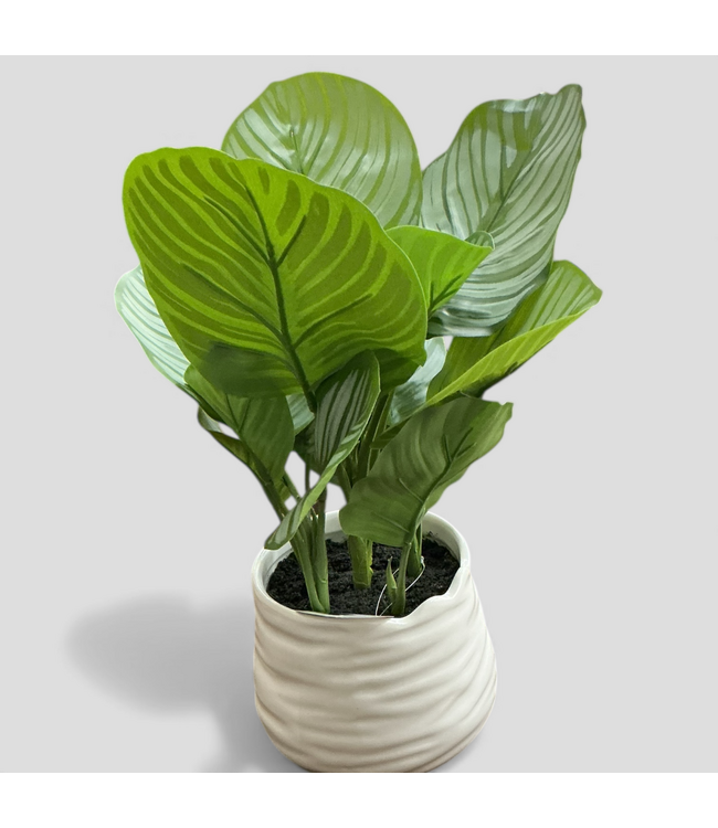 48797 Allen + Roth Calathea Artificial Plant