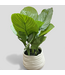 48797 Allen + Roth Calathea Artificial Plant