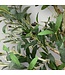 50403 Green Indoor/Outdoor Floor Olive Artificial Tree