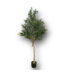 50403 Green Indoor/Outdoor Floor Olive Artificial Tree