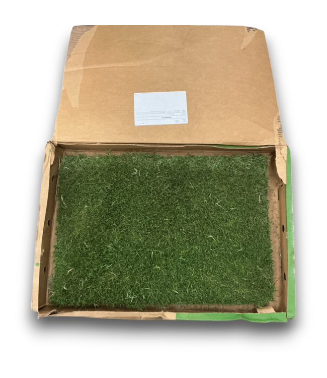 53108 Bermuda Grass Patch 16"W x 24"L