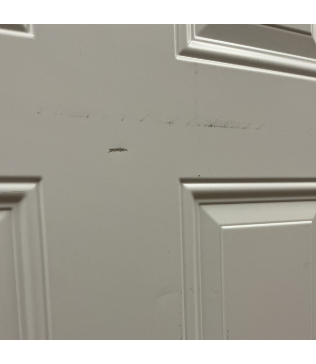 53690 36"W x 80"H Prehung and Primed Exterior Door