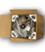 Bud's Warehouse 55076 Chandelier-style Ceiling Fan With Lights