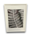 55230 Frost Fern Wall Art  White Frame 21 X 29