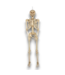 56086 7' Hanging Skeleton Decoration