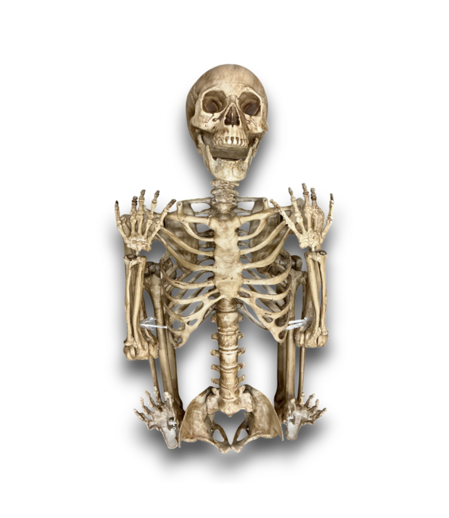 56086 7' Hanging Skeleton Decoration