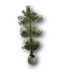 56887 Artificial Olive Tree With Planter