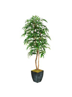 7' WEEPING FICUS TREE