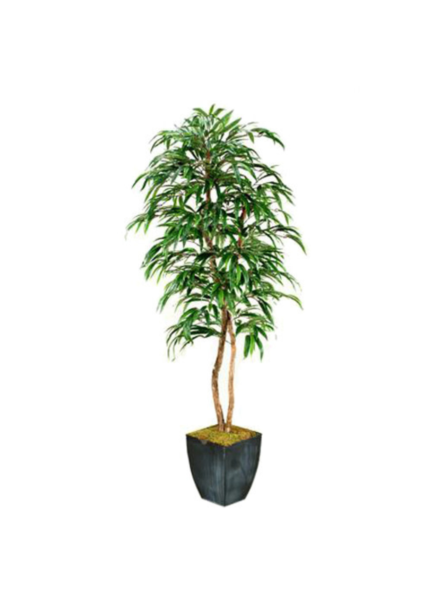 7' WEEPING FICUS TREE