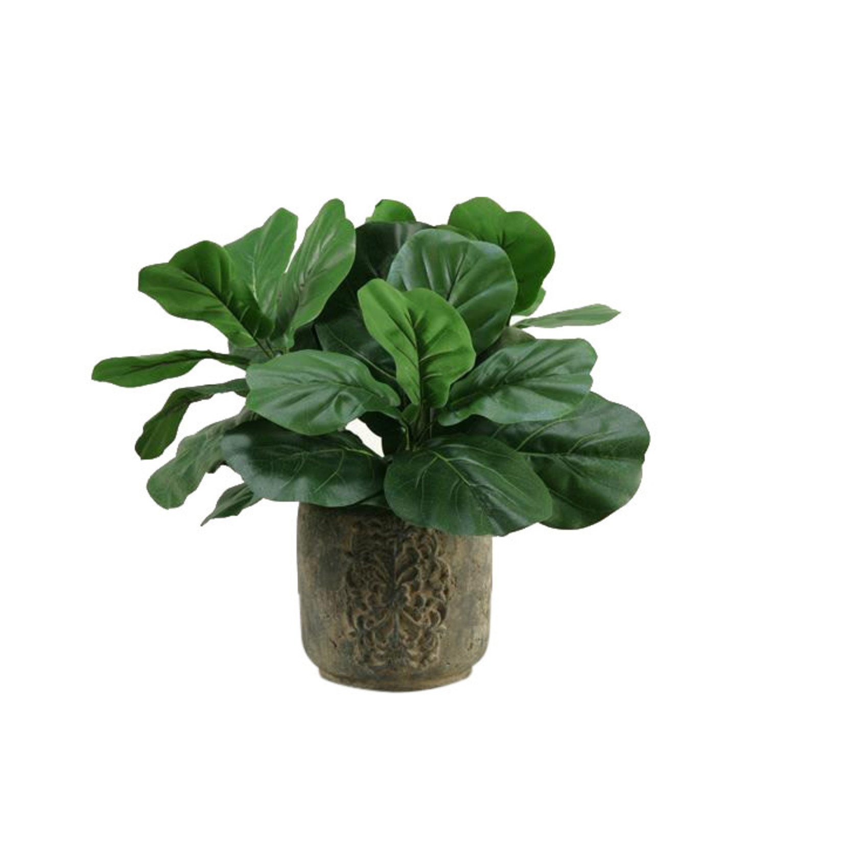 FIDDLE LEAF FIG IN ROUND STONE CONTAINER