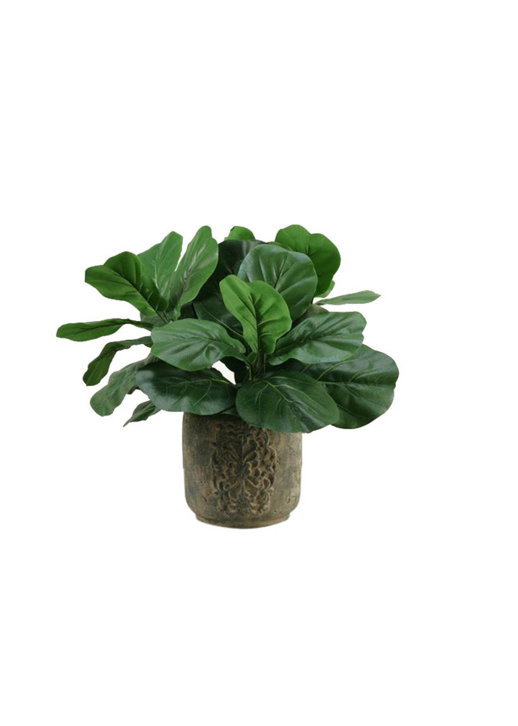 D & W SILKS FIDDLE LEAF FIG IN ROUND STONE CONTAINER