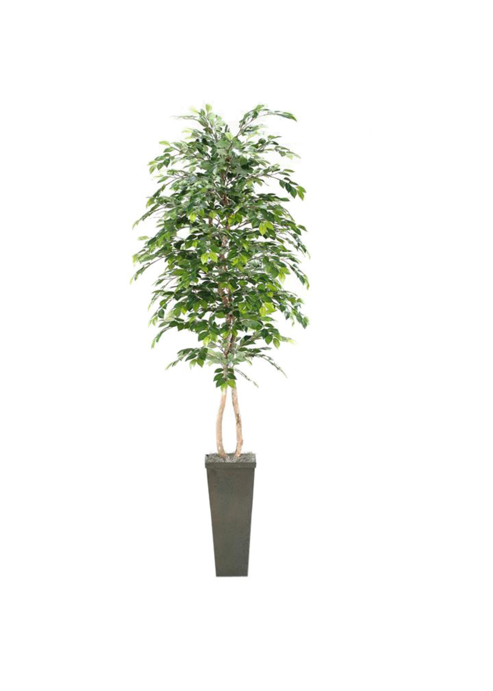8' SAKAKI TREE IN TALL SQUARE PLANTER