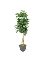 D & W SILKS 8' FIDDLE LEAF FIG IN SQUARE CONTAINER