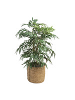 D & W SILKS 6' BIRDNEST PALM IN SQUARE METAL PLANTER