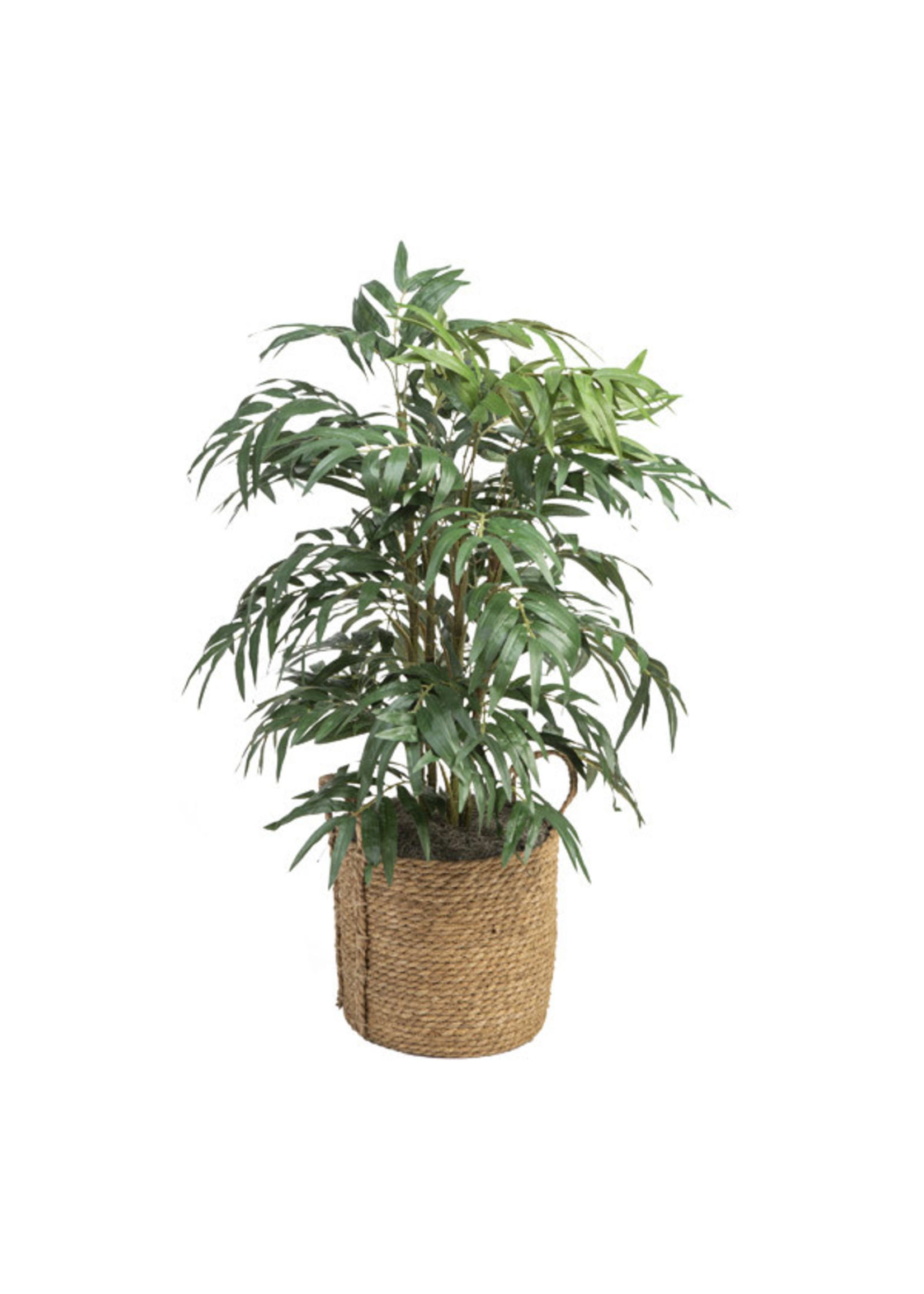 6' BIRDNEST PALM IN SQUARE METAL PLANTER