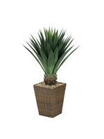 LARGE AGAVE PLANT IN SQUARE PLANTER